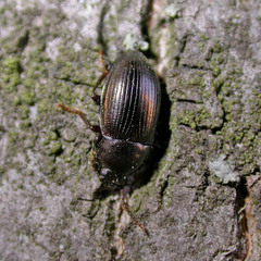 Nalassus dermestoides