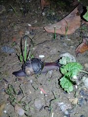 Cantareus koraegaelius