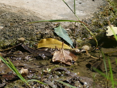 Apis mellifera