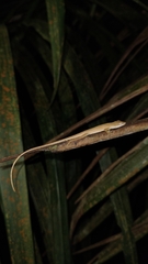 Anolis sericeus