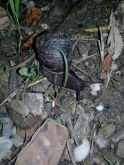 Cantareus koraegaelius