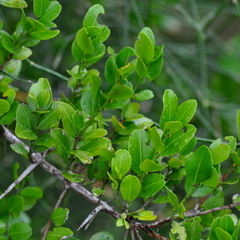 Scutia buxifolia