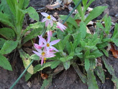 Olsynium scirpoideum