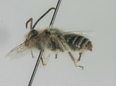 Melissodes druriellus