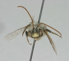 Melissodes druriellus