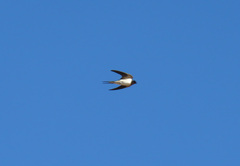 Hirundo rustica rustica