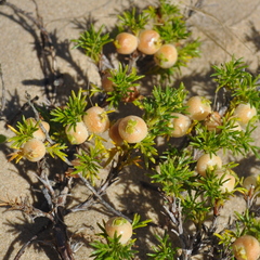 Margyricarpus