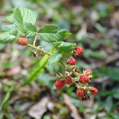 Rubus brasiliensis