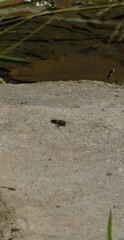 Apis mellifera