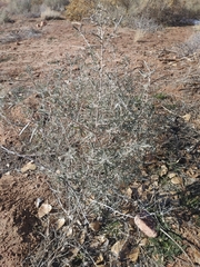 Coleogyne ramosissima