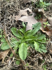 Gamochaeta americana