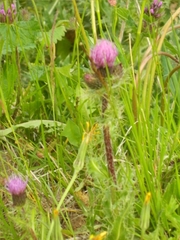 Cirsium simplex