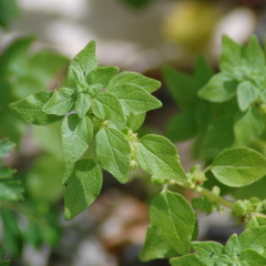 Parietaria debilis