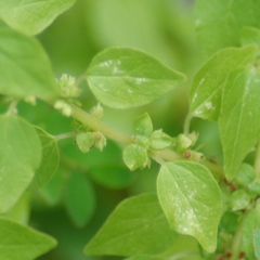 Parietaria debilis