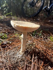 Amanita persicina