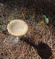 Amanita persicina