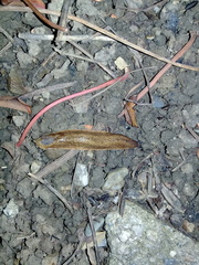 Testacella riedeli