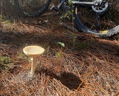 Amanita persicina