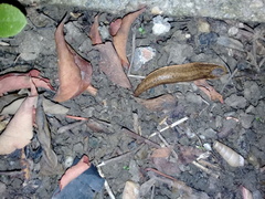 Testacella riedeli