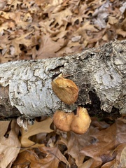 Phyllotopsis nidulans