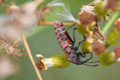 Spilostethus pandurus elegans