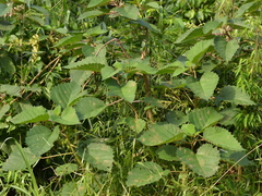 Urera baccifera