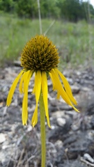 Echinacea paradoxa