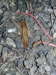 Testacella riedeli