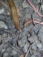 Testacella riedeli