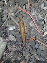Testacella riedeli