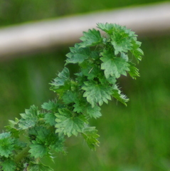 Urtica circularis
