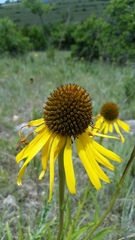 Echinacea paradoxa