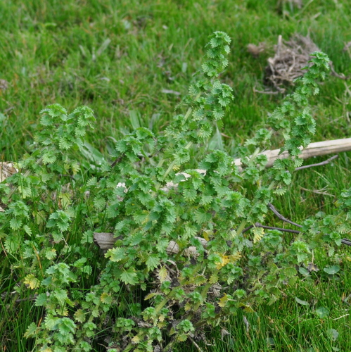 Image of Urtica Circularis (Urtica circularis) by (c) vinicius_s_domingues, some rights reserved (CC BY)