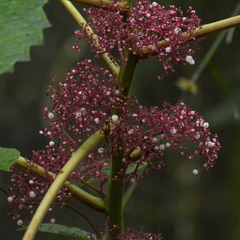 Urera baccifera