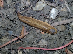Testacella riedeli