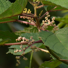 Urera baccifera