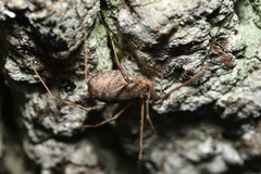 Lacinius horridus