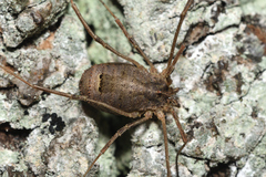 Lacinius horridus