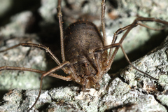 Lacinius horridus