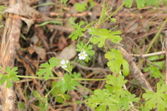 Geranium potentilloides