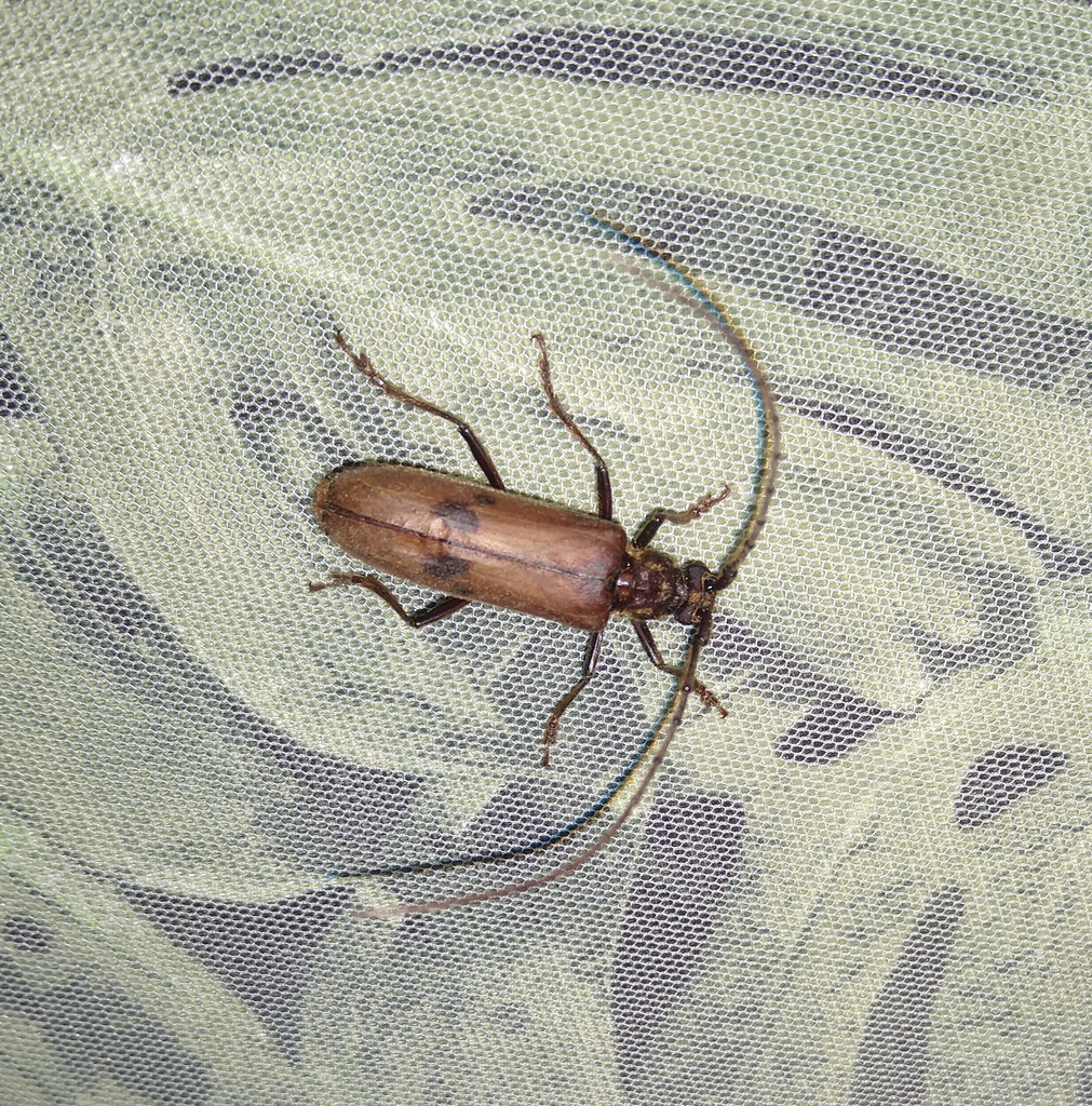 Ochrodion sexmaculatum