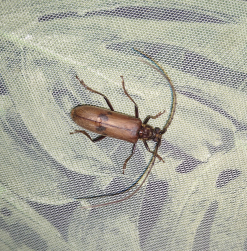 Ochrodion sexmaculatum