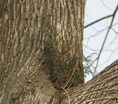 Arceuthobium campylopodum