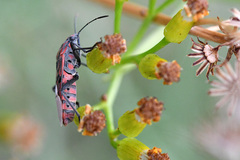 Spilostethus pandurus elegans