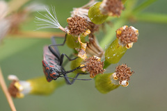 Spilostethus pandurus elegans