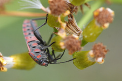 Spilostethus pandurus elegans