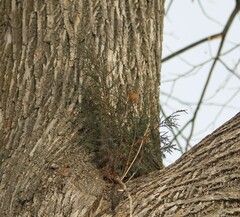 Arceuthobium campylopodum
