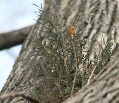 Arceuthobium campylopodum