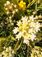 Asclepias mellodora