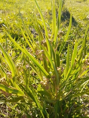 Asclepias mellodora